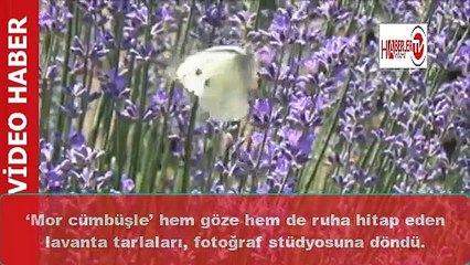 Fotoğraf stüdyosuna döndü! Gören tarlaya akın ediyor!