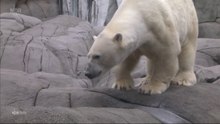 ハーゲンベック動物園の飼育展示場にカップが登場(Jun19_2020)