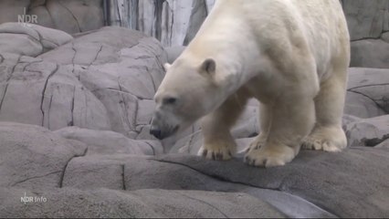 ハーゲンベック動物園の飼育展示場にカップが登場(Jun19_2020)