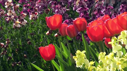 Prece a Nossa Senhora Menina