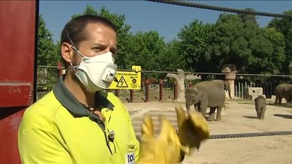 Desescalada animal a la espera de los añorados visitantes