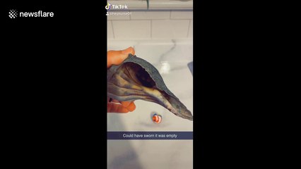 Woman brings home shell collected from beach only to discover it's alive