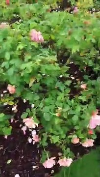 Andrew Eborn TRUTH MAN SHOW LIVE - Morning Walk ROSE GARDEN REGENT's PARK & LONDON ZOO 19 06 2020