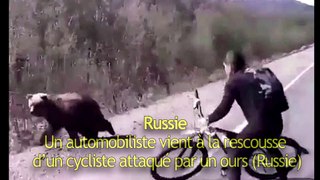 Un automobiliste vient à la rescousse d’un cycliste attaqué par un ours-Russie