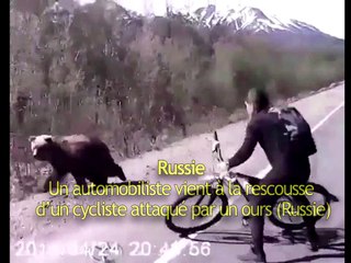 Un automobiliste vient à la rescousse d’un cycliste attaqué par un ours-Russie