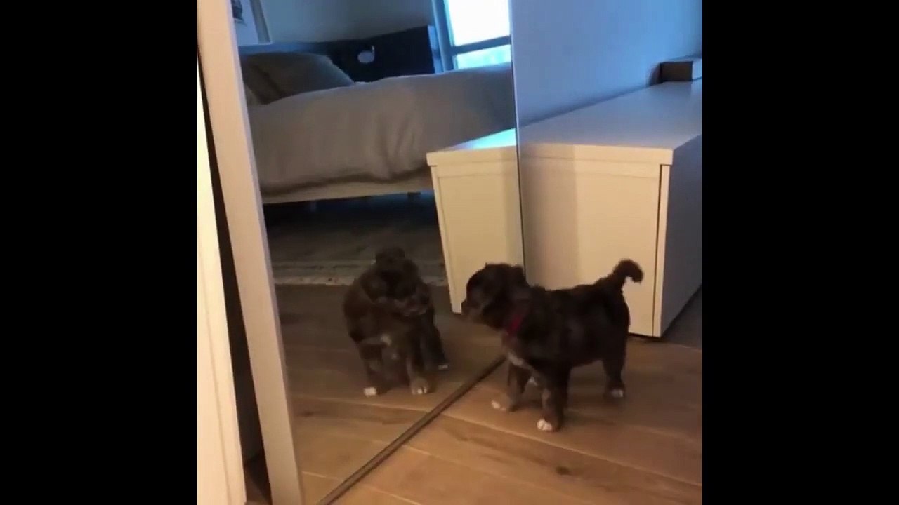 FUNNY CATS ll CUTE FUNNY ANIMALS ll TRY NOT TO LAUGH
