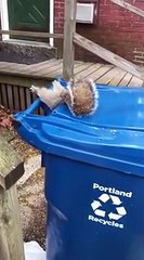 Écureuil coincé dans une poubelle