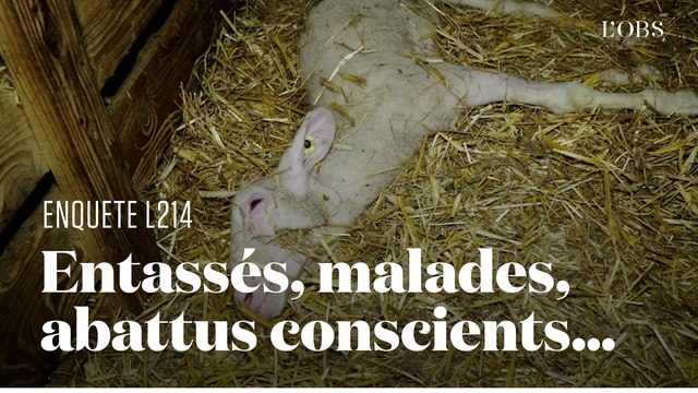 Les agneaux issus de la filière roquefort, une vie de souffrance : la nouvelle enquête choc de L124