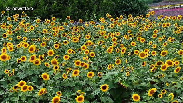 Drone footage showcases fields of blooming sunflowers in eastern China