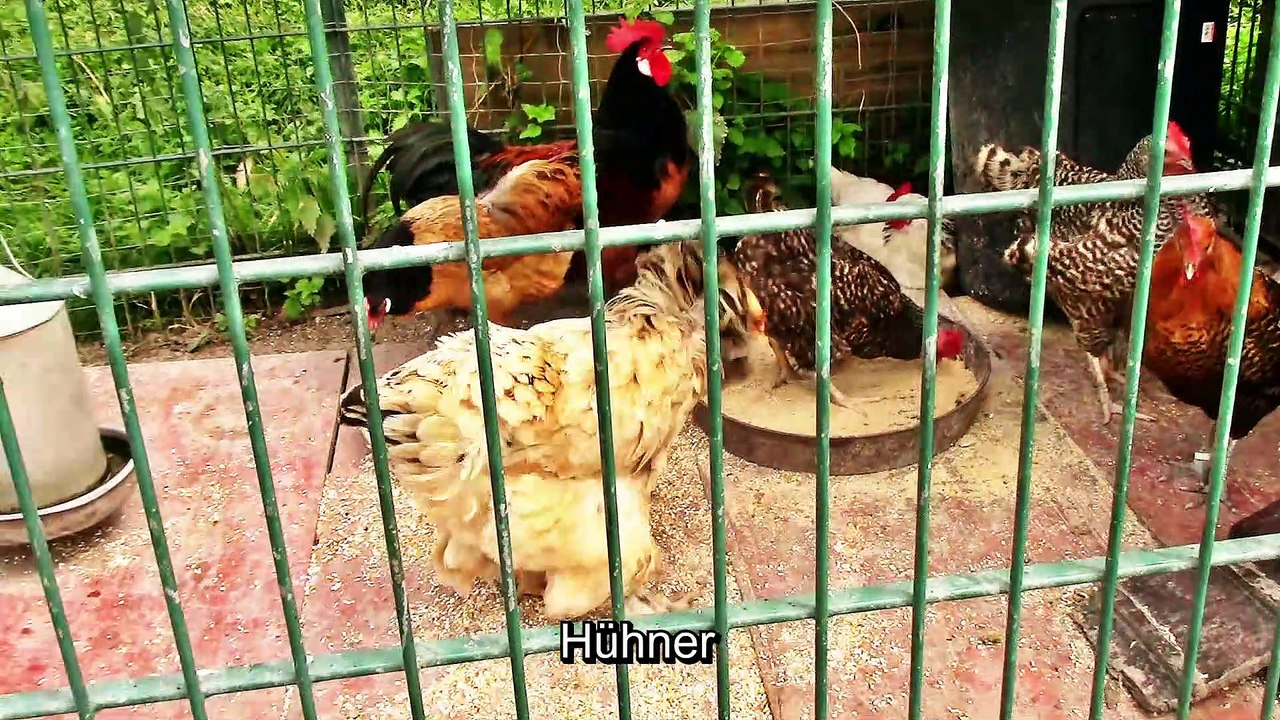 Tiergehege Köln Ignystraße