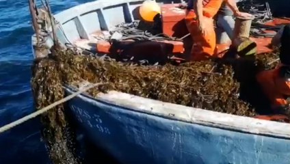 Las almadrabas de la OPP51 señalan complicaciones por el alga asiática