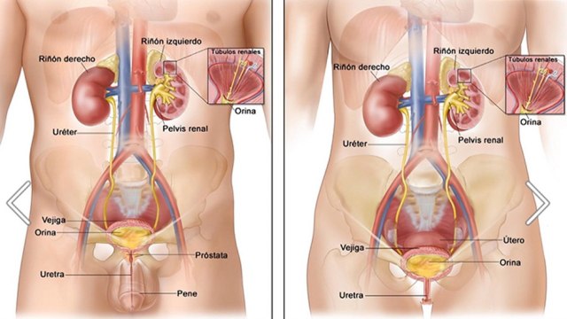 bd-infeccion-en-el-tracto-urinario-190620
