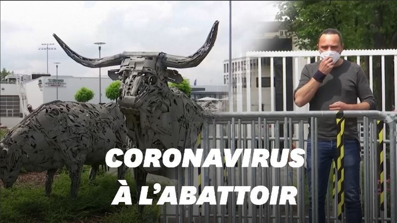 Covid-19: en Allemagne, plus de 700 employés d'un abattoir testés positifs