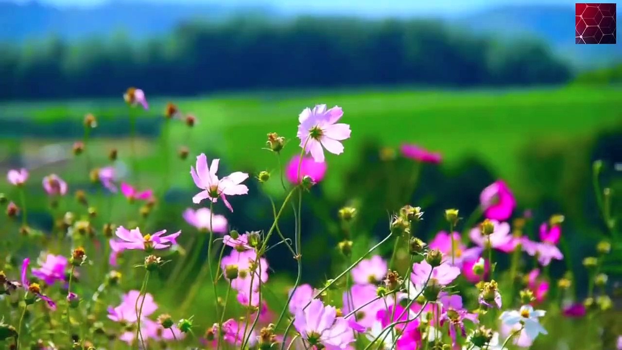 Flowers Dance