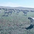 BiR DUZiNE SiVAS KANGAL KOPEKLERi GOREV BASINDA - KANGAL SHEPHERD DOGS and SHEEPS at MiSSiON