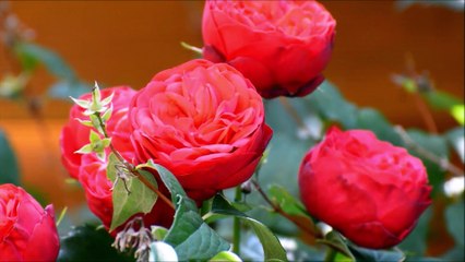 Você tem uma causa impossível peça a Santa Rita de Cassia