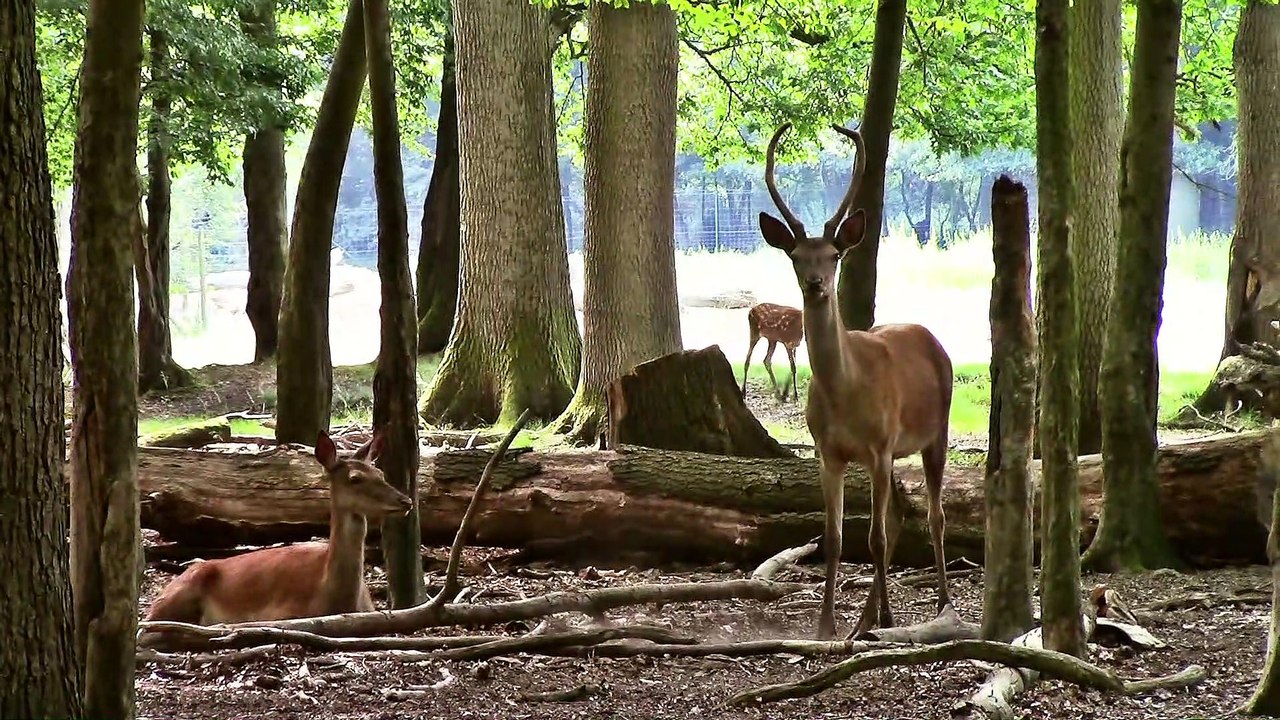 Zu Besuch im Hirschpark Troisdorf