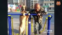 Trate de no reírse - Vídeos divertidos de gatos y perros.