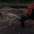 CILGIN COBAN KOPEGi TRAKTORU YiYECEK - ANATOLiAN SHEPHERD DOG vs TRACTOR