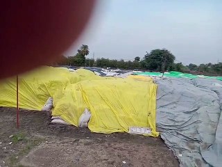 उज्जैन जिले में खरीदी केंद्रों पर लाखों कुंटल गेहूं हुआ खराब