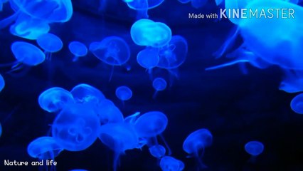 Beautifull Jelly Fishes | Nature and life | beautiful Ocean Life