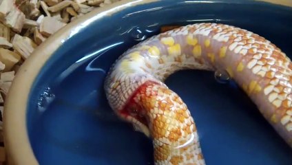 Un serpent se mange lui-même. Mysterieux