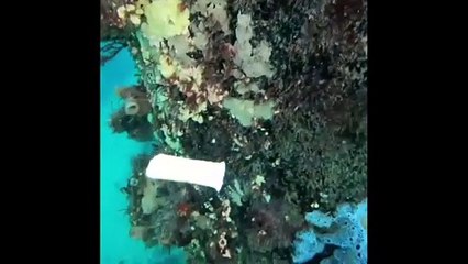Ce poisson veut se mettre à fumer... Très intéressé par un mégot