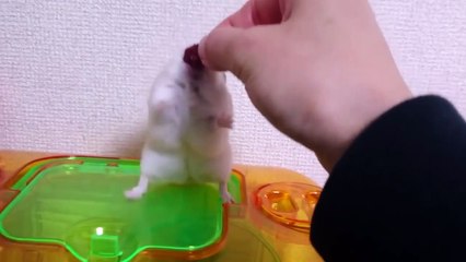 Un hamster vexé par son propriétaire... Tellement drôle