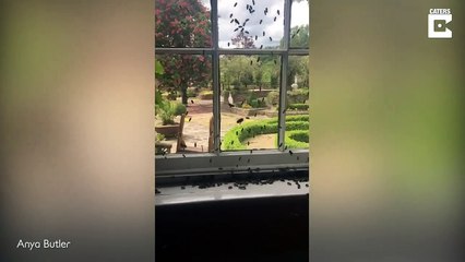 Des milliers d'abeilles ont envahi cette maison