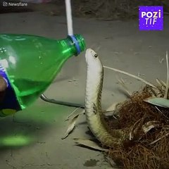 Gözlerinize inanamayacaksınız! Kobra yılanı kurtarıcısının elinden su içti