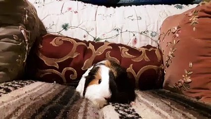 CAVIA PORCELLUS TURMERIC 20190719_083726