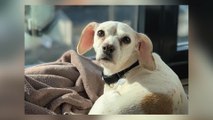 Yavapai Humane Society on Pet Separation Anxiety