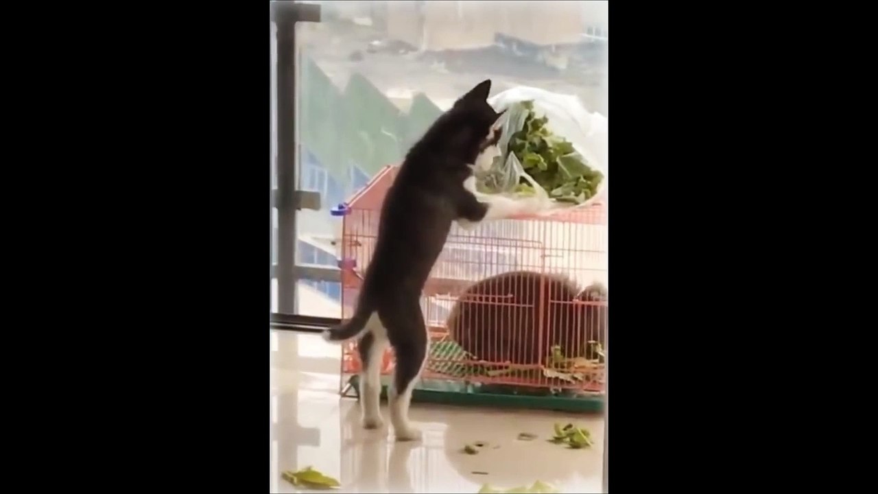 Funny doge Cute and Baby dogs Videos Compilation # funny-animal #21