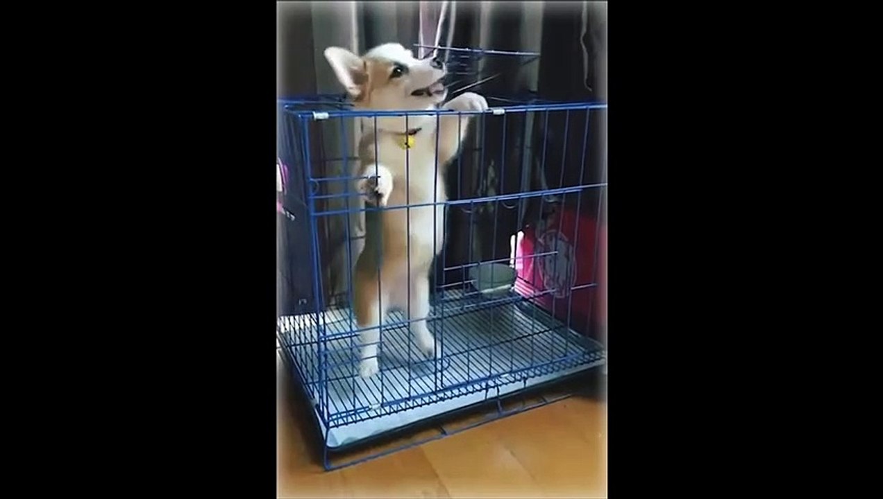 Funny doge Cute and Baby dogs Videos Compilation # funny-animal #22