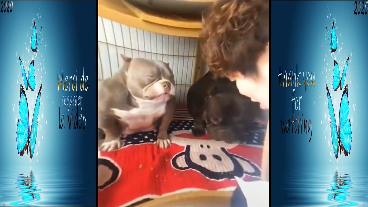 Funny doge Cute and Baby dogs Videos Compilation #funny-animal #26