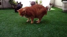 Gato jugando con burbujas