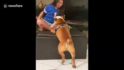 'I think I can!' Dog in Florida tries very hard to get on the couch