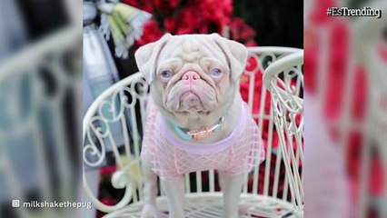 Milkshake, 'el perro rosado' que se ha vuelto una celebridad en Internet