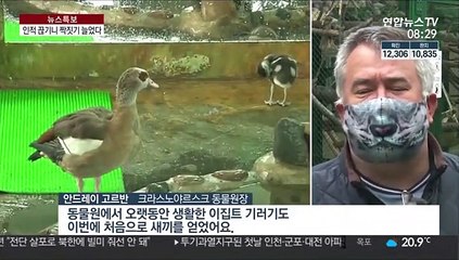 코로나19로 인적 끊겼더니…동물원 '베이비붐' 경사