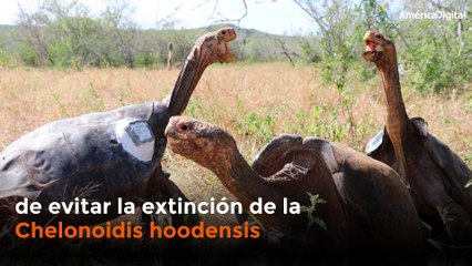 Tras permanecer 87 años en cautiverio, la tortuga Diego regresa a su hábitat