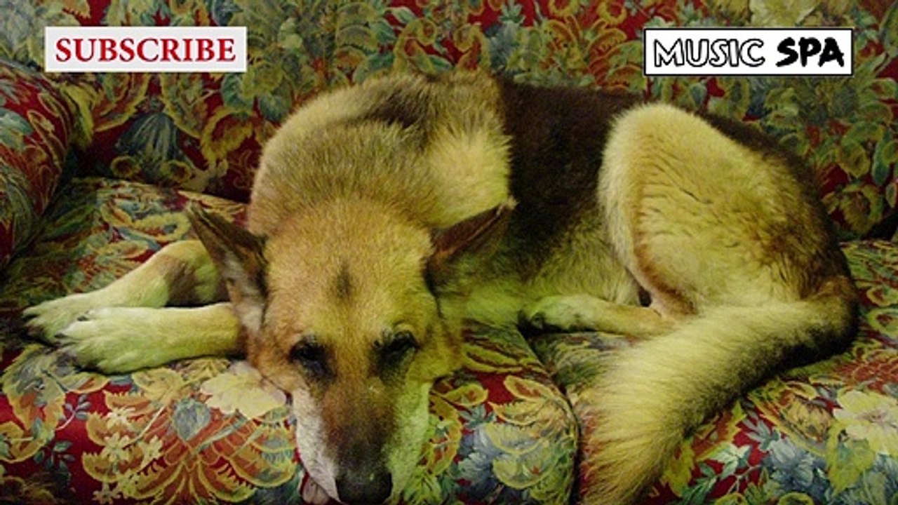 55 mn of RELAXING MUSIC for ADULT DOGS - 55 mn de MÚSICA RELAJANTE Para PERROS ADULTOS