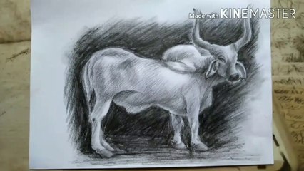 How to draw Kankrej | Charcoal pencil Shading |
