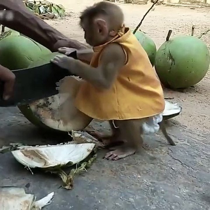 Funny Monkey beby