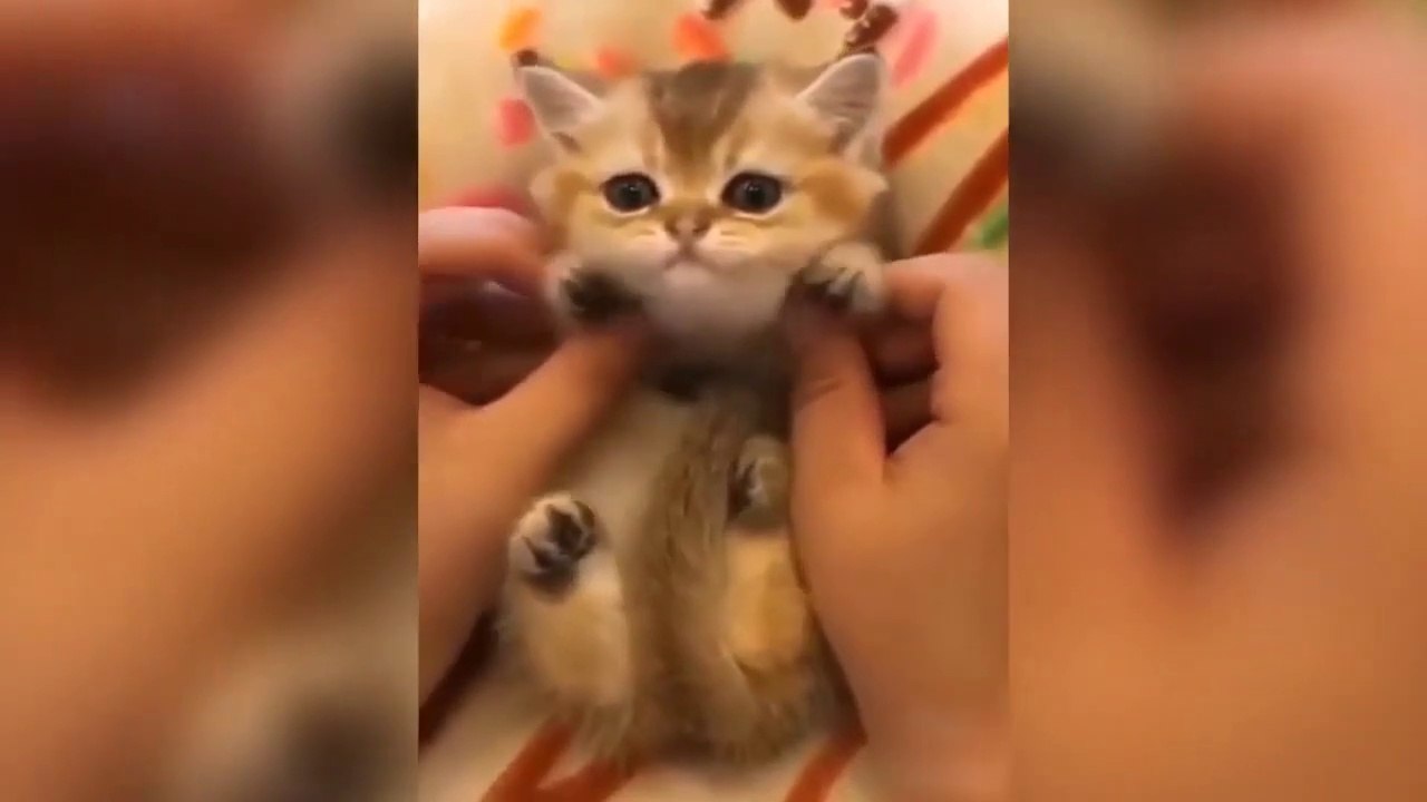 Gatitos bebe super adorables!