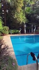 فيلا أخنوش للبيع تجهيزات خيالية مساحة 1000 متر مسبح على البحر villa h-standing سمع سمع التمن ديالها