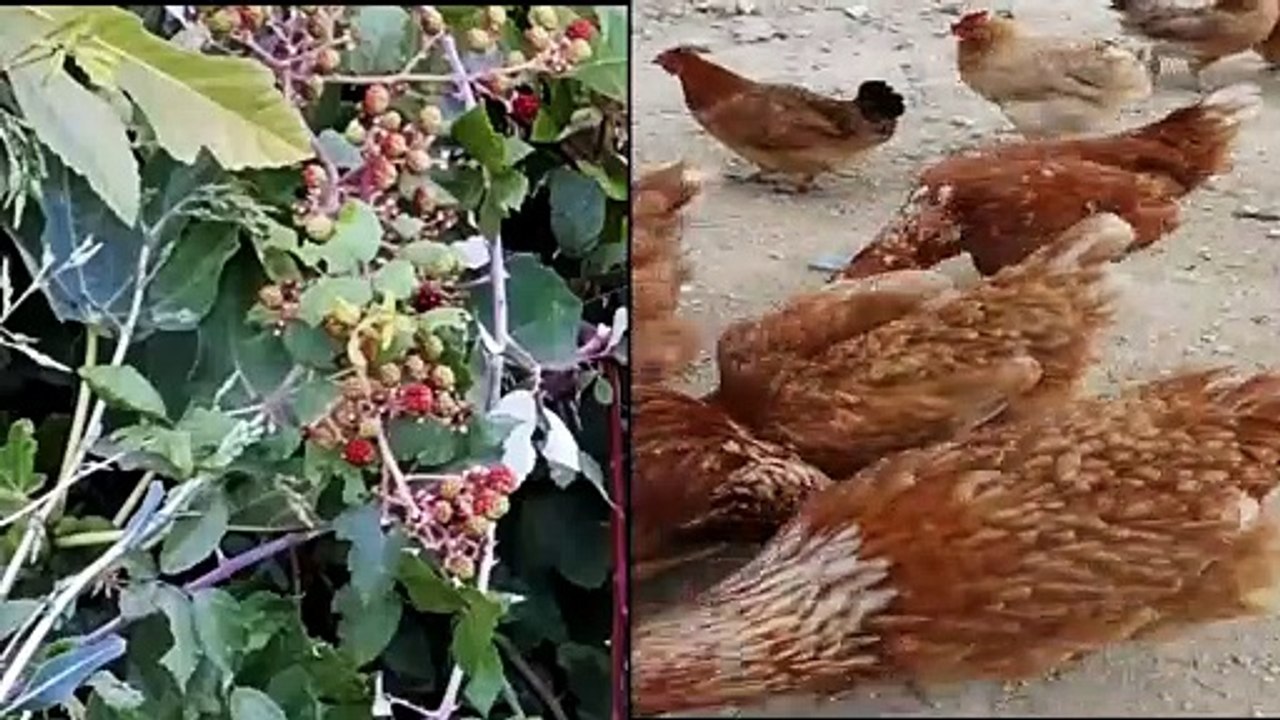 awesome hens Funny Animals