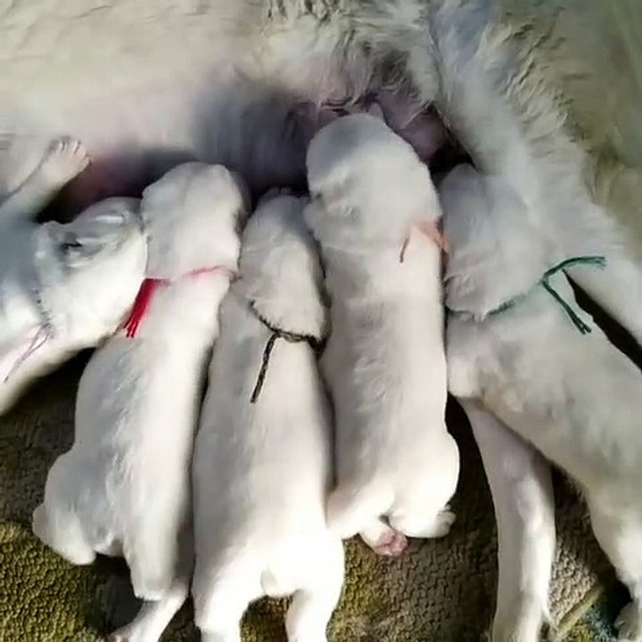 ALABAY COBAN KOPEGi YAVRULARININ SABAH KAHVALTISI - ALABAi SHEPHERD DOG PUPPiES at BREAKFAST