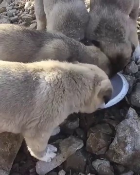 Kangal YAVRULARI SABAH KAHVALTIDA SUT - KANGAL PUPPiES MiLK BREAKFAST