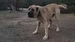 SERT ve ADAMCI ANADOLU COBAN KOPEGi - ANGRY and HARD-HiTTiNG ANATOLiAN SHEPHERD DOG