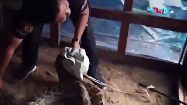 Ular Piton 'Buronan' Warga Muntahkan Tiga Ayam Sekaligus!
